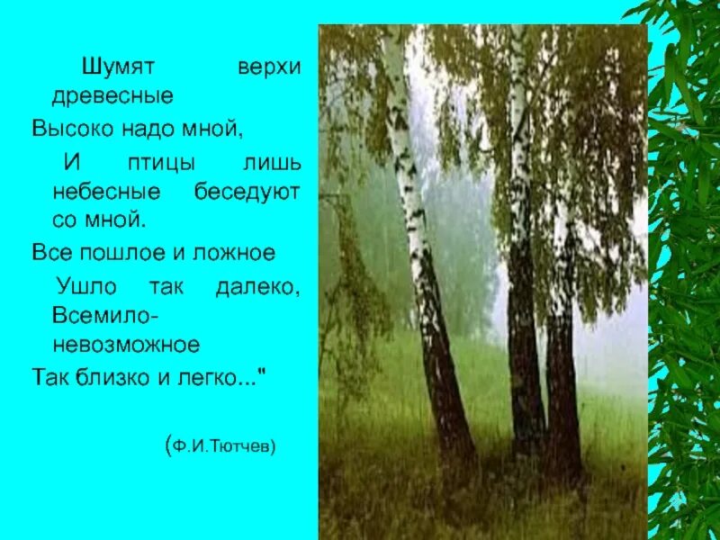 Шумят верхи древесные. Родной край березы. Березы шелестят. Слова песни вы шумите шумите надо мною березы. От чего так березы шумят слова