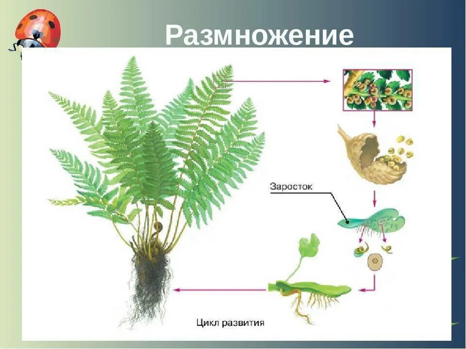 Способы размножения папоротников спорами. Цикл размножения папоротников. Размножение папоротников схема. Цикл развития папоротников биология. Размножение папоротников 7 класс биология.