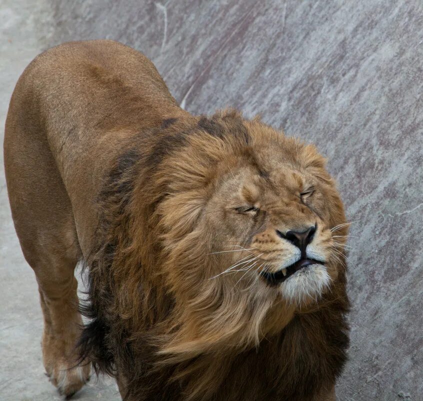 берберийский лев. берберийский лев (panthera leo leo). марокканские львы. атласские львы. берберский лев.