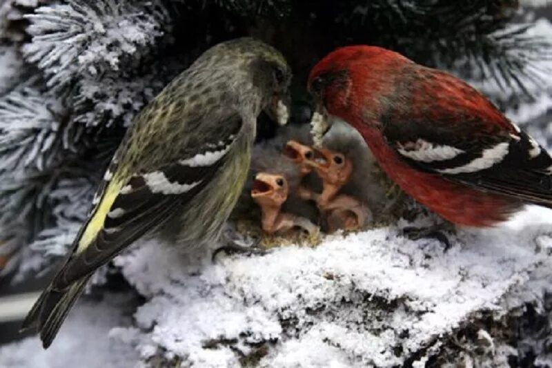 Клест самец. Это парочка клестов еловиков вывела зимой птенцов. Клёст , стая клестов. Клест выводит птенцов зимой. Зимующие птицы клест.