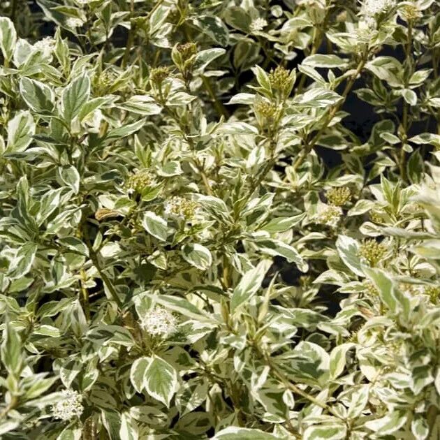 Дёрен отпрысковый white gold. Дёрен белый вайт голд (кустарник). Дерен отпрысковый флавирамея. Дерен белый отпрысковый. Дерен уайт голд.