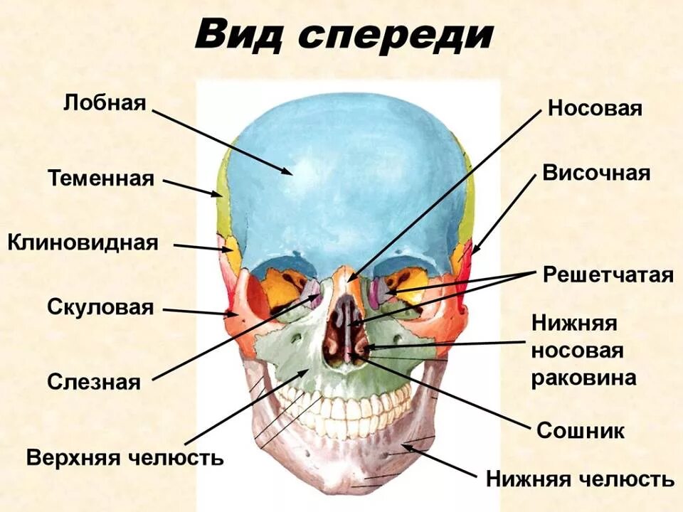 Кости лицевой части черепа