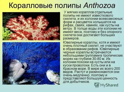 Коралловым полипам относятся