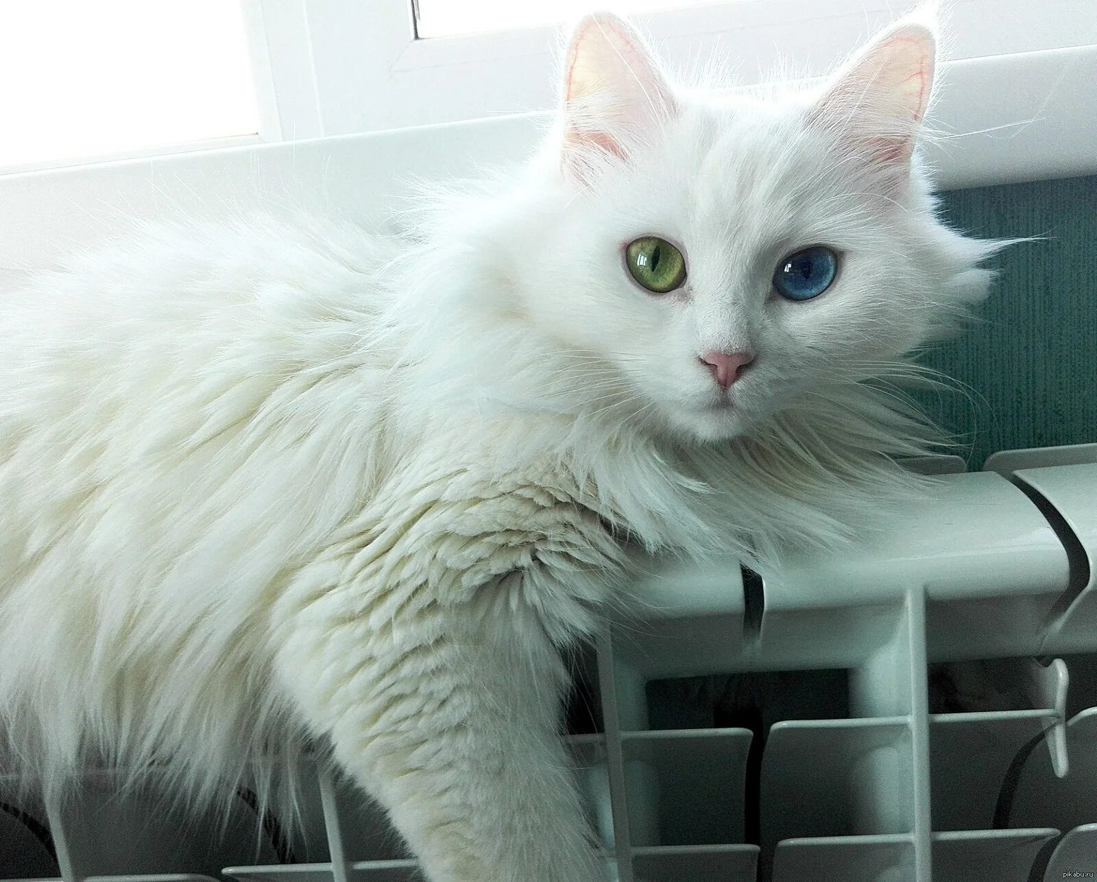 Турецкая ангора белая. Турецкая ангора кот. Турецкая ангорская кошка. Белая ангорская кошка.