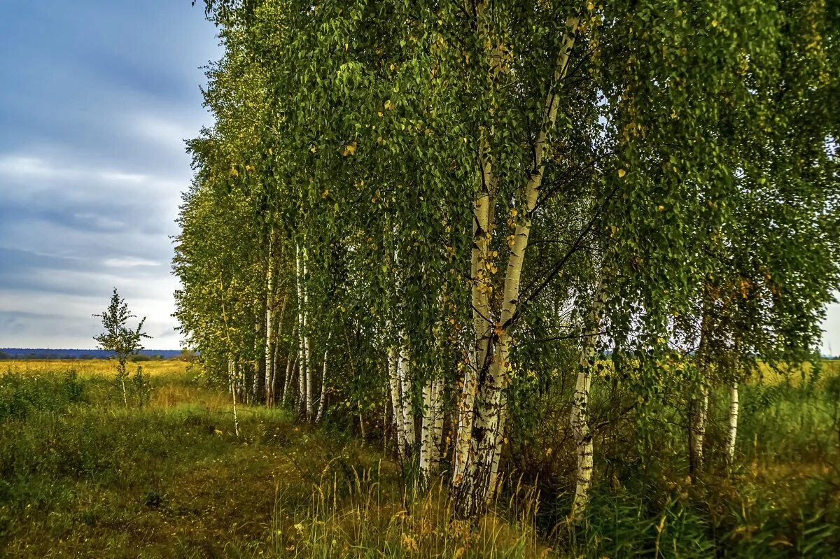 Шумите березы на белорусском