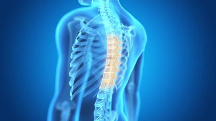 Backbone s