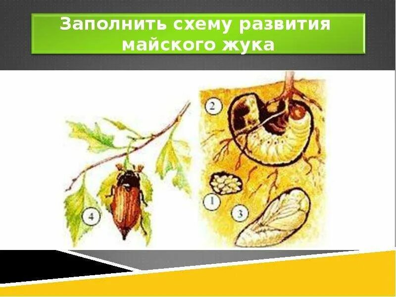 Майский жук развитие с полным превращением. Майский жук развитие с полным превращением. Отличие личинки майского жука от личинки медведки. Майский жук развитие с полным превращением. Цикл развития майских жуков.