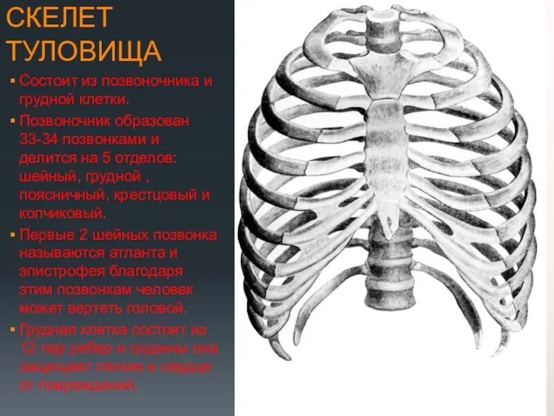 Скелет туловища состоит. Скелет туловища грудная клетка. Скелет грудной клетки Грудина. Строение позвоночника и грудной клетки.