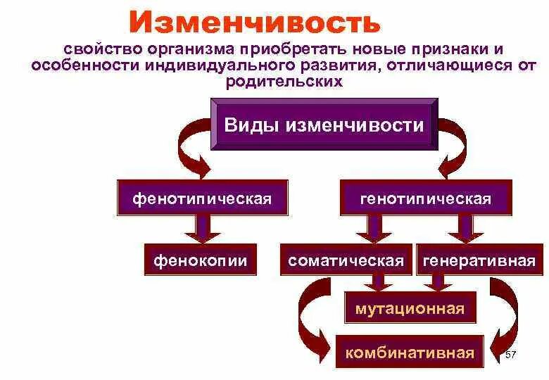 Механизмы генотипического определения. Генотипическая генеративная изменчивость. Генотипическая дифференцировка это. Свойство организмов приобретать новые признаки. Свойство организма передавать свои признаки потомству