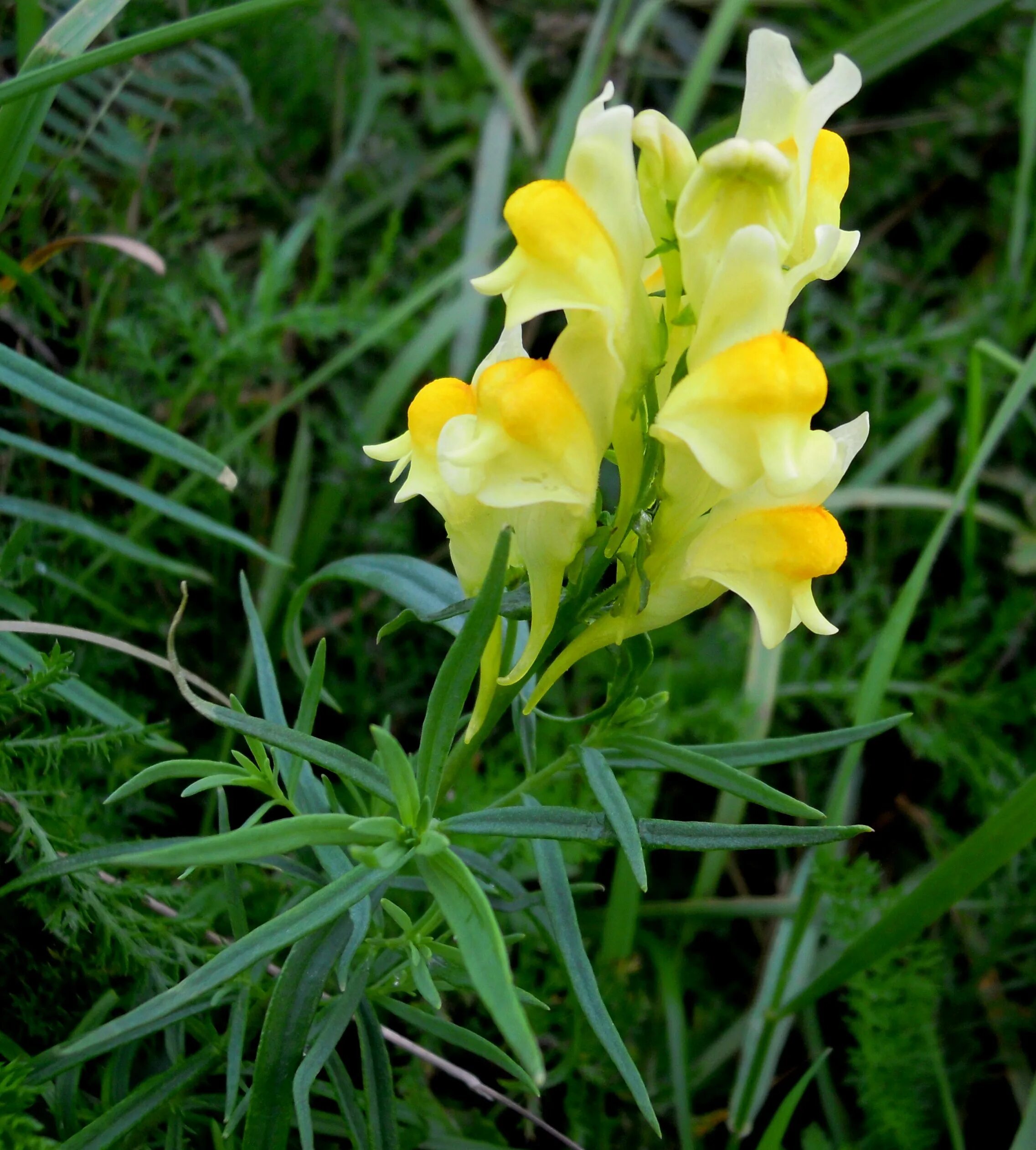 Цветы похожие на лен. Льнянка обыкновенная Linaria vulgaris. Льнянка обыкновенная (Linaria vulgaris Mill.).. Львиный зев льнянка обыкновенная. Льнянка обыкновенная (Linaria vulgaris) цветок.