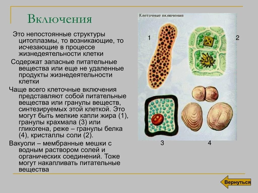 Включений и т д. Включения клетки строение и функции. Цитоплазматические включения классификация. Включения растительной клетки функции. Включения - непостоянные структуры цитоплазмы.