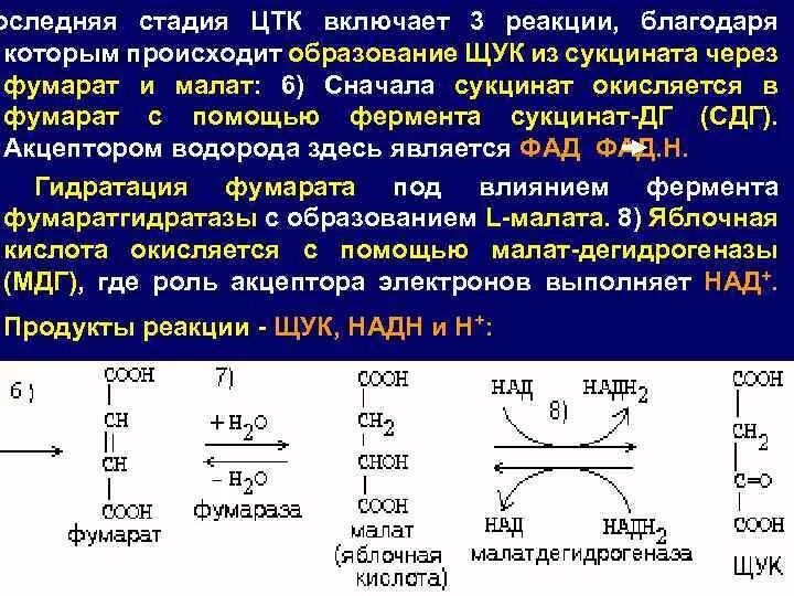 Что происходит с ферментом в ходе реакции. Что происходит с ферментом в ходе реакции