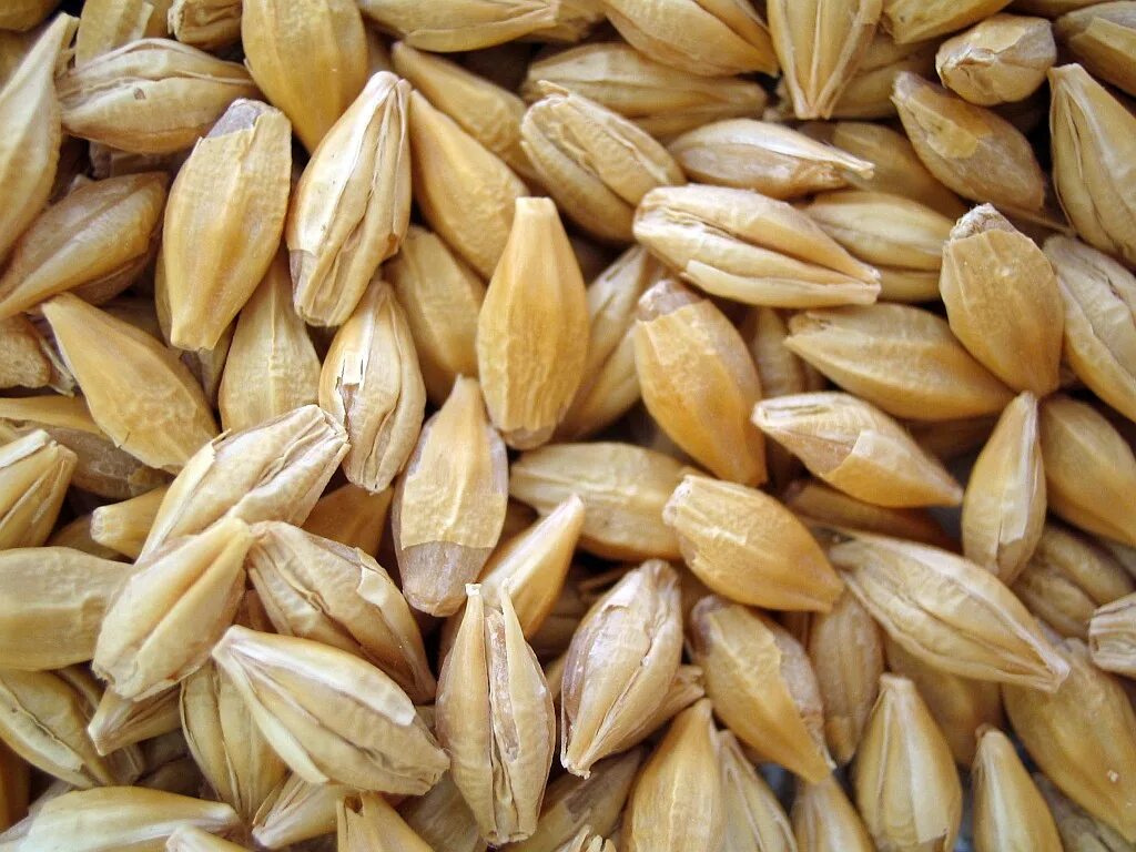 Чем полезен ячмень. Семена ячменя. Семечко пшеницы. Крупное зерно. Ячмень обыкновенный.