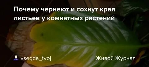 Почему темнеют края