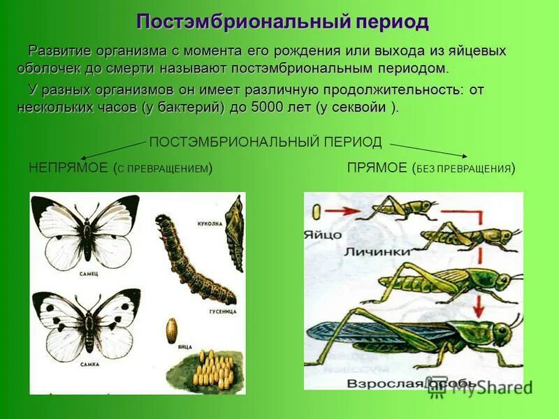 Приведите примеры постэмбрионального развития