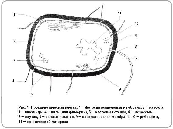 Рассмотрите изображение клетки и выполните задания. Строение прокариотической клетки бактерии. Схема строения прокариотической клетки рисунок. Структура прокариотической клетки. 1. Строение прокариотической клетки.