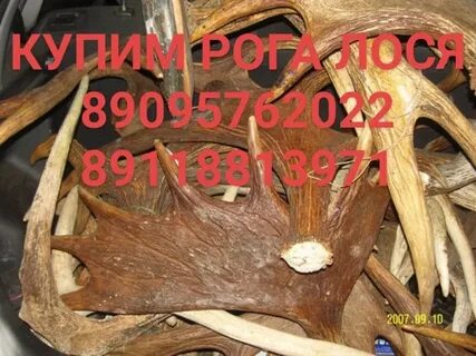 Продам рога ярославль