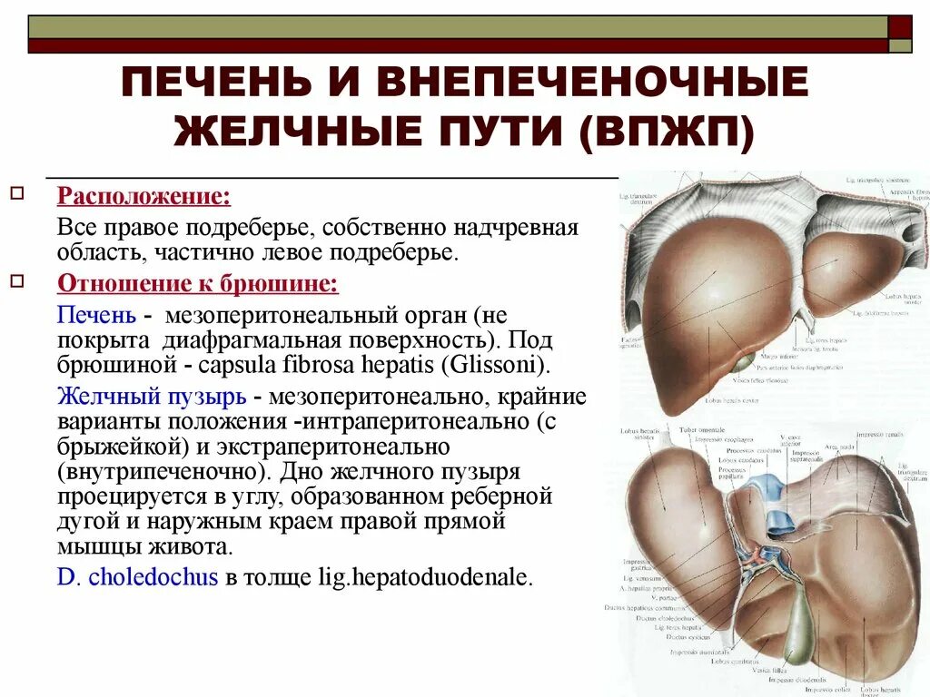 Печень анатомия топография строение. Желчный пузырь анатомия топография. Диафрагмальная поверхность печени анатомия. Желчный пузырь отношение к брюшине.