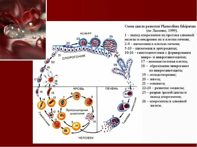 Схема развития малярийного плазмодия биология. Жизненный цикл Plasmodium falciparum схема. Жизненный цикл малярийного плазмодия схема. Цикл развития малярийного плазмодия.