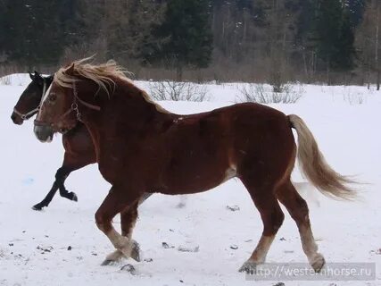 Русский конь