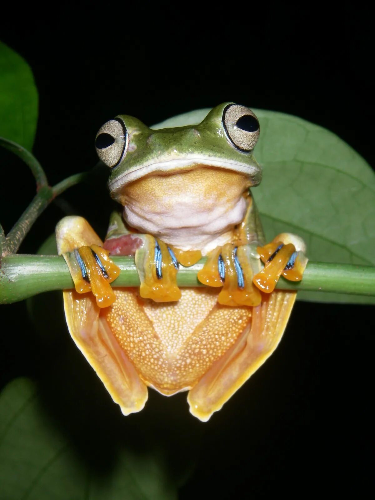 Летающие земноводные. Яванская веслоногая лягушка. Rhacophorus reinwardtii. Летающие лягушки веслоноги. Яванская летающая лягушка.