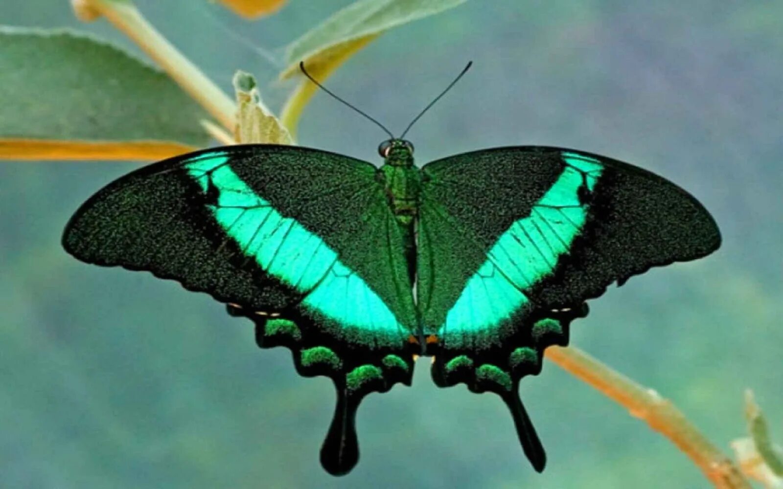 Черно зеленая бабочка. Papilio Palinurus бабочка. Бабочка парусник Палинур зелёная. Изумрудный Палинур. Парусник паленариус бабочка.