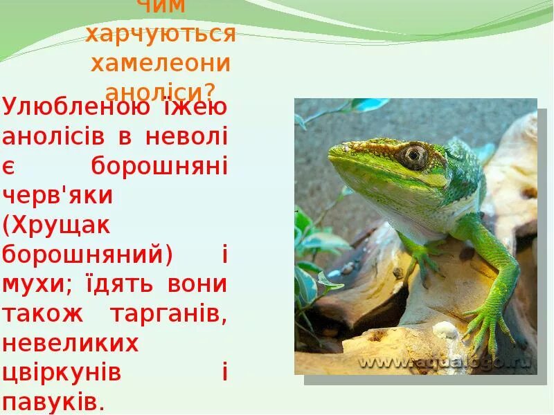 Хамелеон относится к отряду. Хамелеон доклад. Хамелеон презентация. Хамелеон доклад 3 класс. Презентация про хамелеона 1 класс.