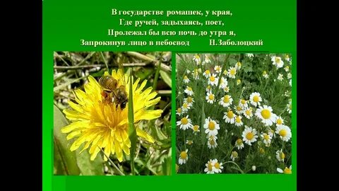 У края где ручей задыхаясь поет