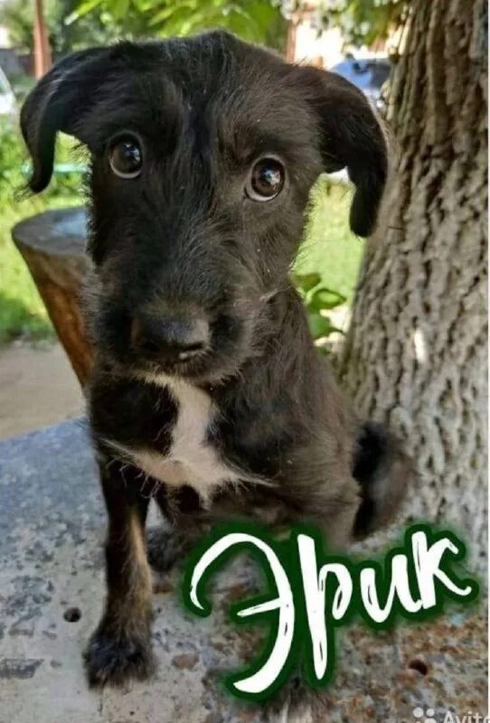 животные армавира. котята лабинск объявления. авито армавир животные. авито армавир животные. авито армавир животные.