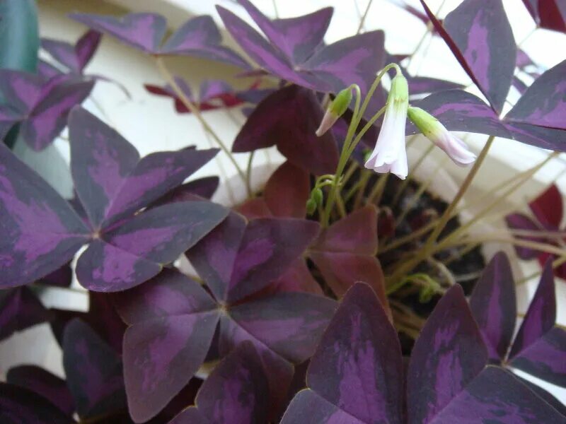 Темно фиолетовые листья растение. Кислица оксалис. Кислица треугольная. Оксалис железнолистный. Кислица зеленая.