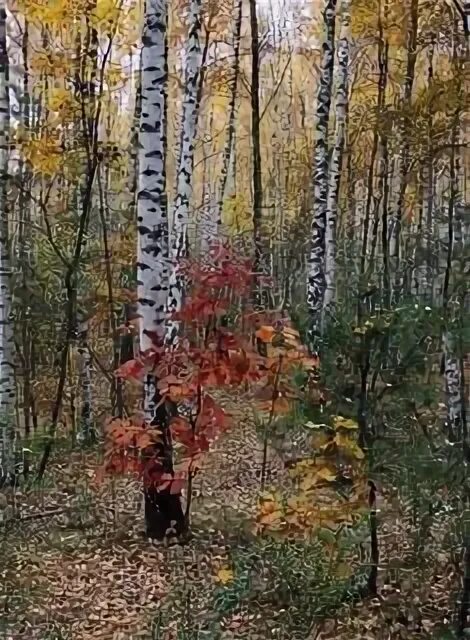 Прочитайте осенние зарисовки березки и осинки. Осенние зарисовки. осень зарисовки. осенние зарисовки фото. осенние зарисовки природы осенью.
