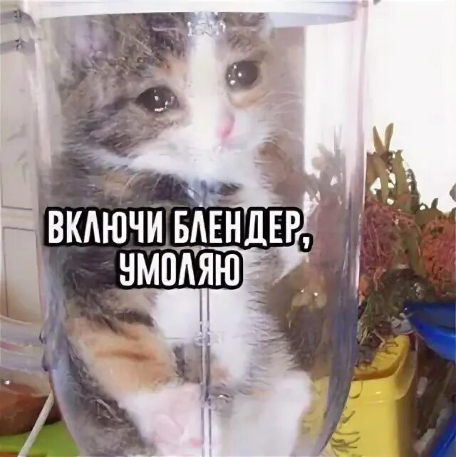 Включи мемы 2. Котик в блендере. Котенок в блендере Мем. Включи блендер умоляю. Меп котенок в блендере.