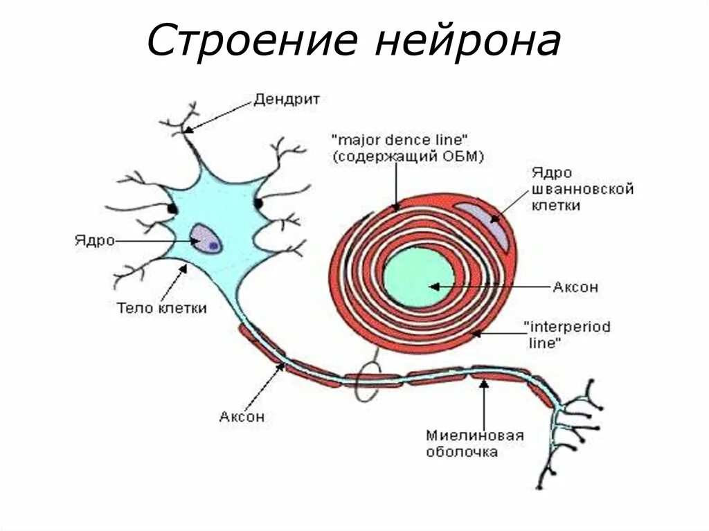 Строение нервного ядра. Строение ядра нейрона. Строение ядра нервной клетки. Строение клетки нервной клетки.