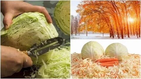 Можно ли солить капусту на убывающую луну