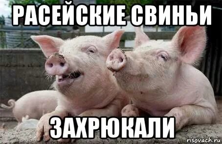 Русиш швайн