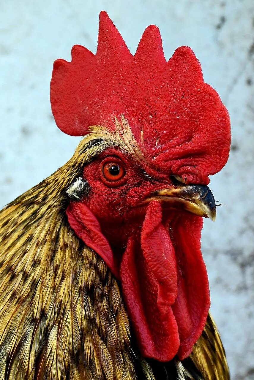 Chicken Comb Free Running free image download