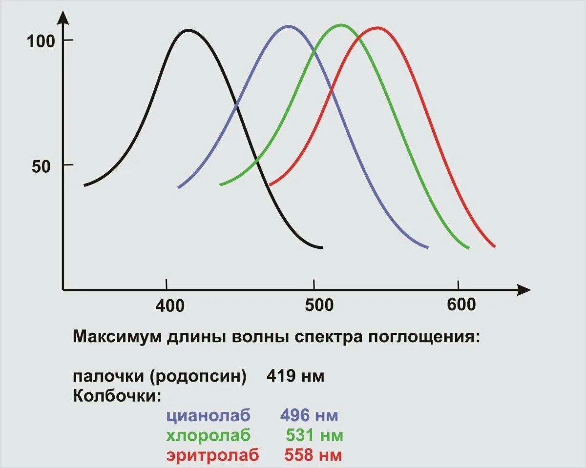 Пигмент йодопсин. Спектр поглощения родопсина. Длина волны спектра поглощения. Максимум спектра поглощения. Спектральная чувствительность колбочек.