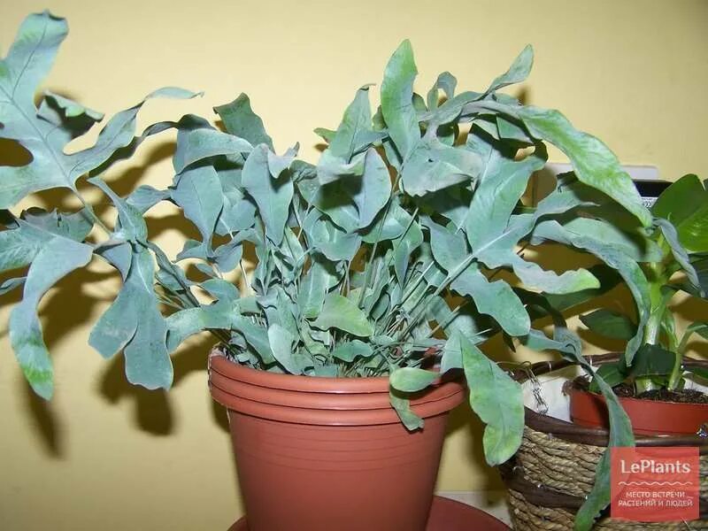 Phlebodium Aureum Blue Star Fern Blühende pflanzen, Zimmerpflanzen ideen, Pflanz