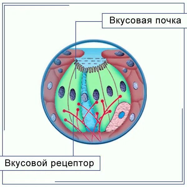 Вкусовые рецепторы. Распределение вкусовых рецепторов. Вкусовая почка. Вкусовые рецепторы на языке.