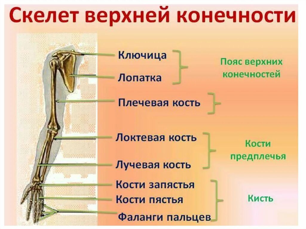 Строение пояса верхних конечностей человека. Отделы скелета верхней конечности. Строение скелета верхней конечности. Строение верхней конечности анатомия.