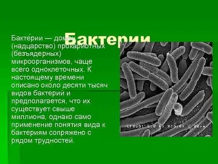 Сообщение о организме биология 5 класс