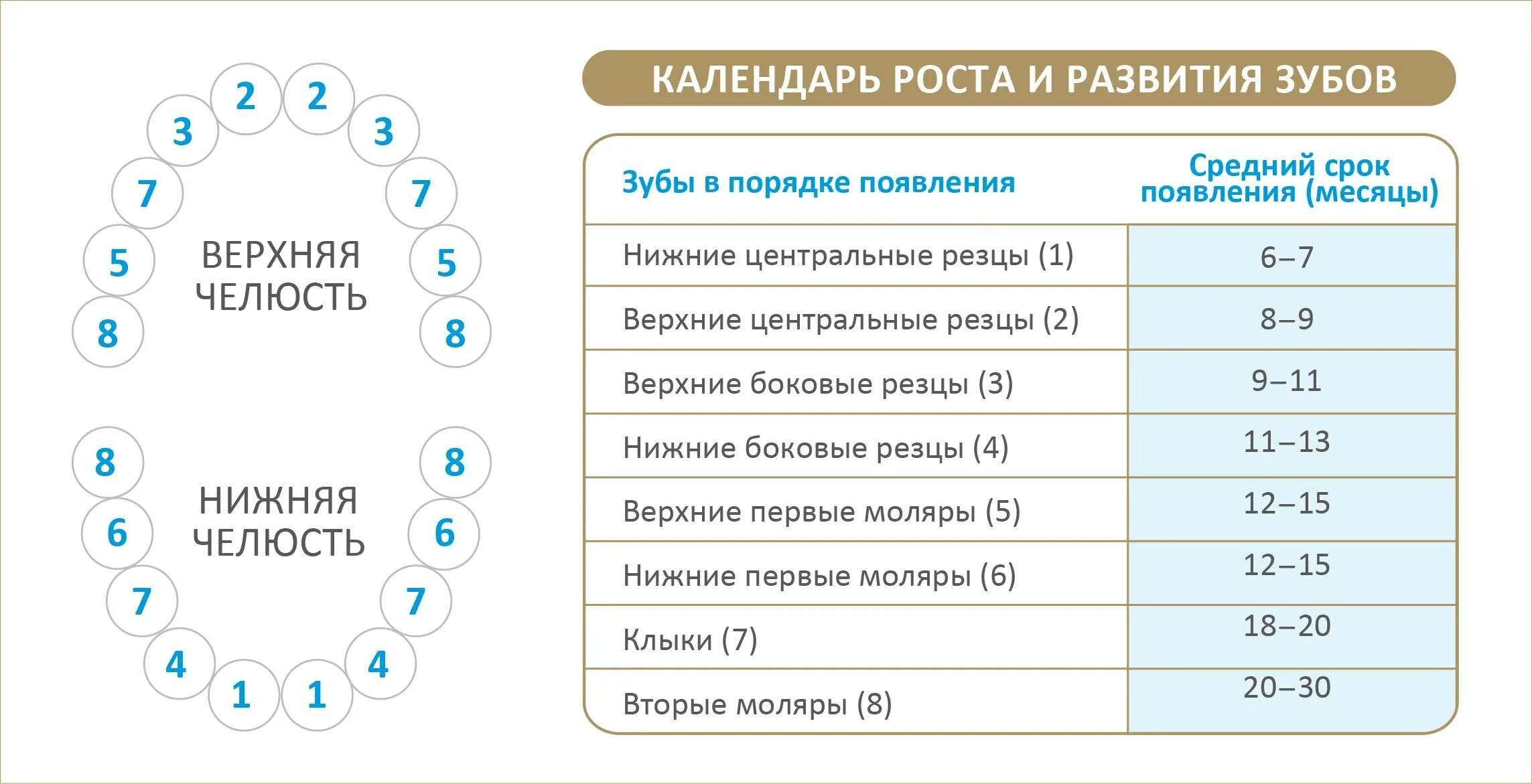 Сколько длится температура при прорезывании