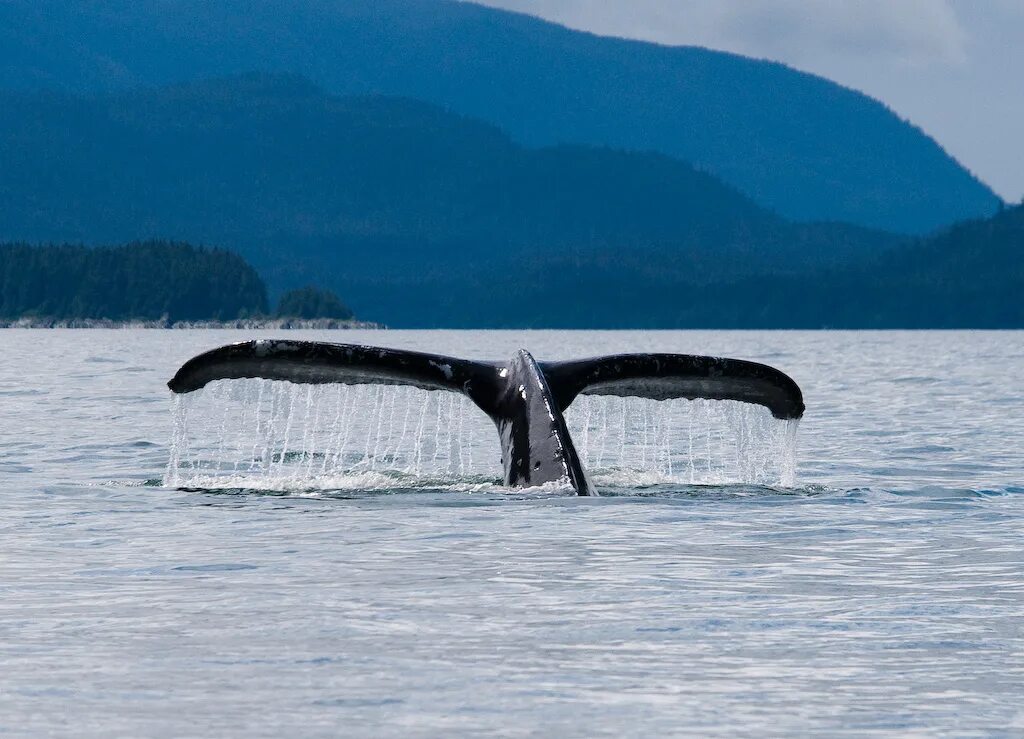 Штат Аляска киты. Канадский кит. Whales in Juneau. Whale Tail. Аляска кит