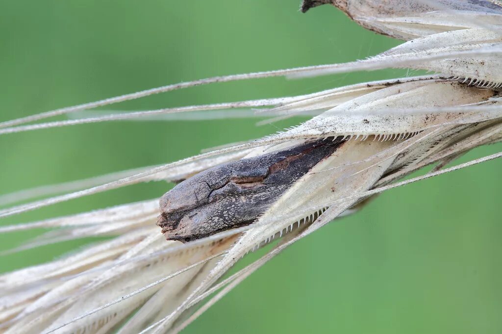 паразит пшеницы. спорынья (claviceps purpurea tulasne). Claviceps purpurea – спорынья пурпурная. ). ).