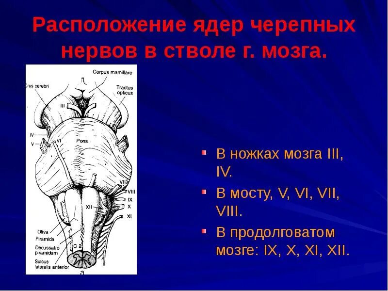 Мост ядра черепных нервов. Черепные нервы ядра моста. В мосту мозга располагаются ядра черепных нервов. Черепные нервы ядра ствола. Продолговатый мозг черепно мозговые нервы