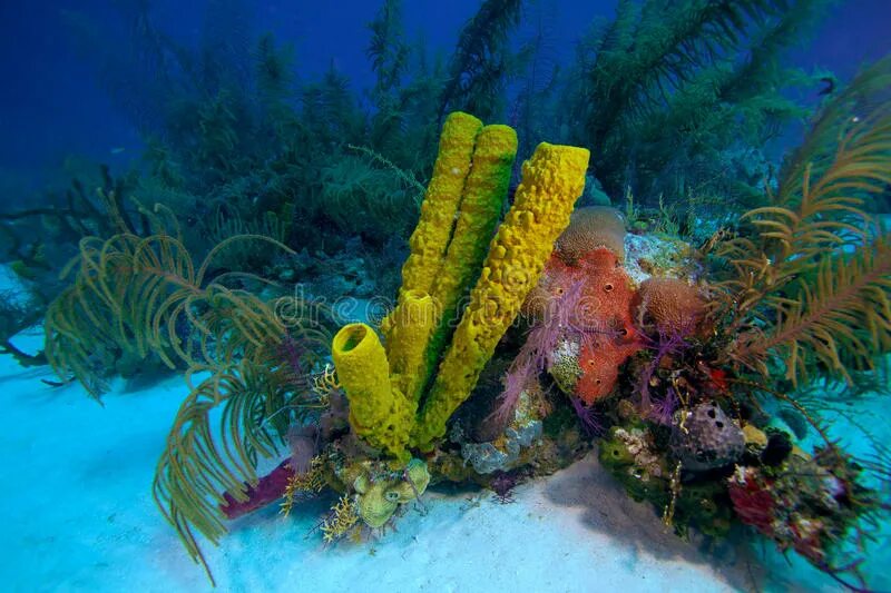 Кораллы на кубе. Кораллы на кубе. Кораллы на кубе. Куба дайвинг. Кубинские коралловые рифы.