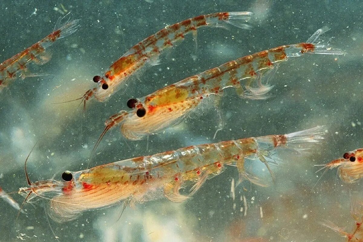 Зоопланктон кладоцеры. Планктон криль. Планктон ракообразные. Дафния фитопланктон. Планктон ракообразные.