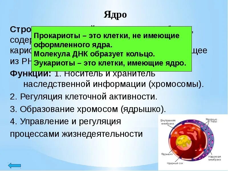 Ядро содержит наследственную информацию. Хранитель наследственной информации.