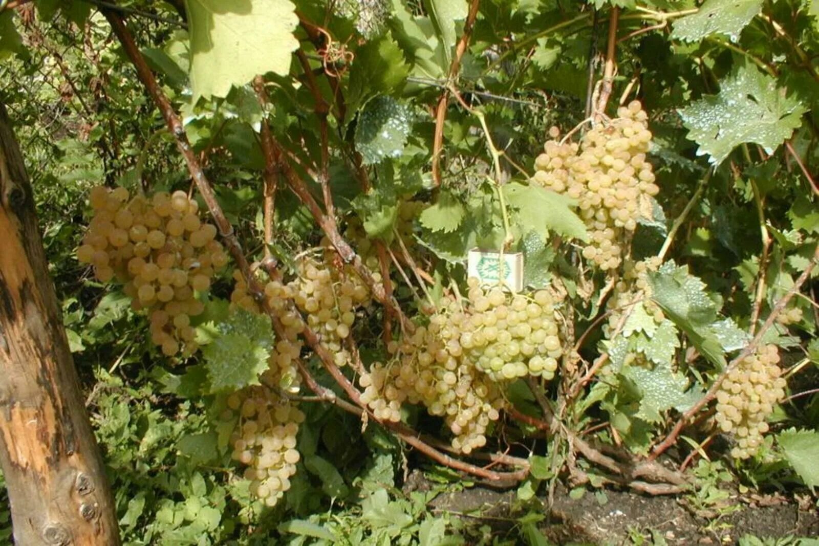 Виноград начал. Виноград башкирский. виноград башкирский изумруд. виноград башкирский черный.