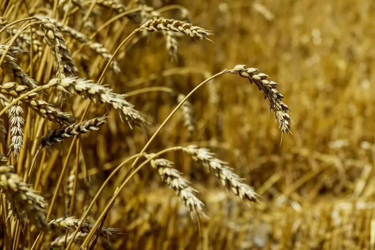 One wheat. One wheat. сорт озимой пшеницы таня. One wheat. One wheat.